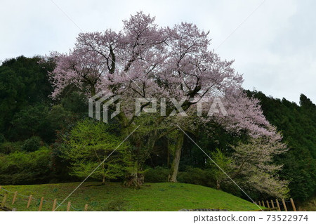 Kira's Edohigan cherry tree Kira's Edohigan cherry tree 73522974