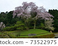 Kira's Edohigan cherry tree Kira's Edohigan cherry tree 73522975