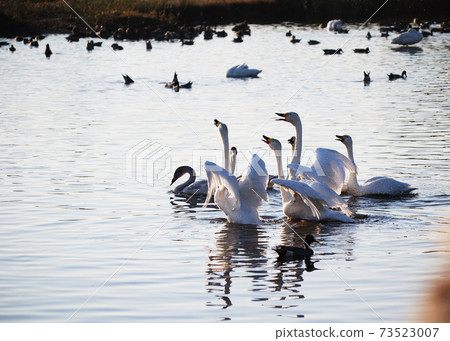 鳥取縣米子市水鳥公園 鳥取縣米子市水鳥公園 73523007