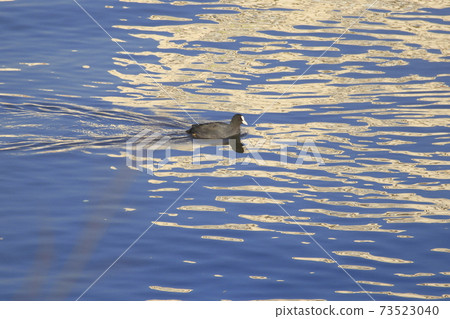 Coot looking for food 73523040