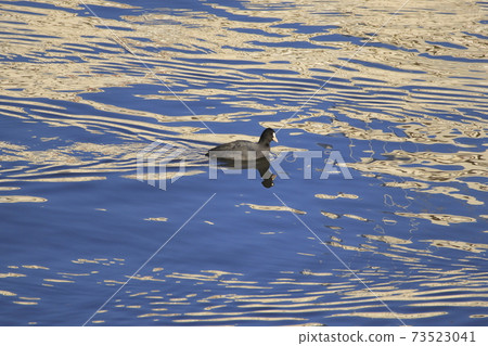 Coot looking for food 73523041