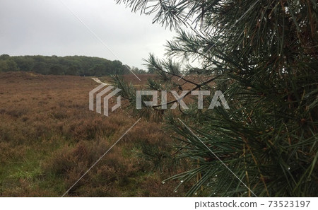 Woods near Amsterdam during lockdown due to covid 19 measurements 73523197