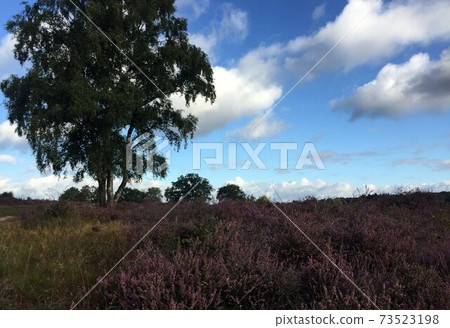 Woods near Amsterdam during lockdown due to covid 19 measurements 73523198