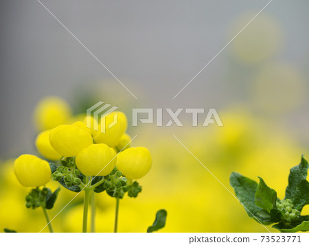 蒲包 蒲包 73523771