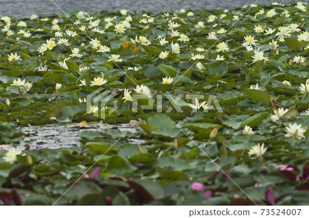 Many yellow water lily flowers are in bloom in the pond. Many yellow water lily flowers are in bloom in the pond. 73524007