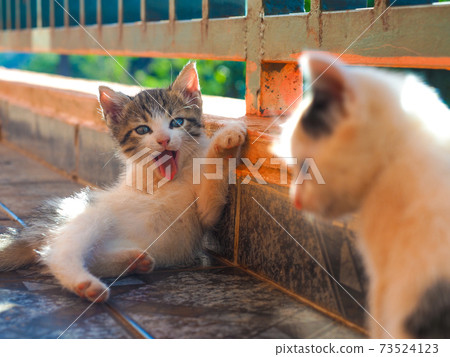 Life with a kitten (Pheasant white, calico) Life with a kitten (Pheasant white, calico) 73524123