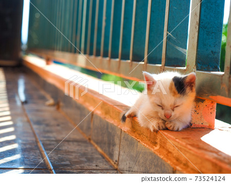 Life with a kitten (calico cat) 73524124