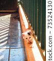Life with a kitten (calico cat) 73524130