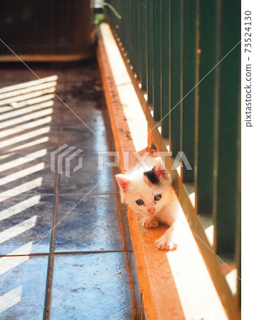 與小貓的生活(三毛貓) 與小貓的生活(三毛貓) 73524130