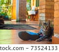 Life with a cat (Kijitora playing with sandals) 73524133