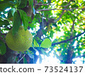 <Paraguay Colonia Yguazú> Jackfruit 73524137