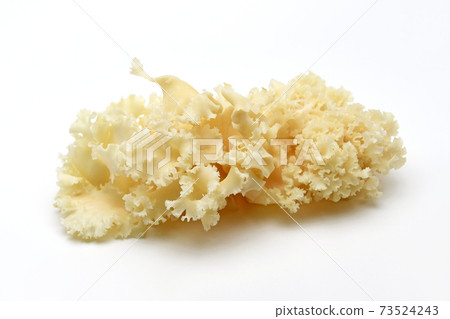 Mushrooms Mushrooms 73524243