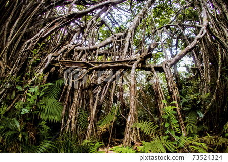 小gas原Gajumaru 73524324