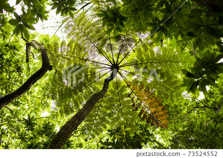 小笠原之森 73524552