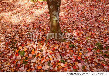 Innumerable fallen leaves scattered under the tree Innumerable fallen leaves scattered under the tree 73524952