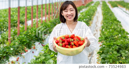 Strawberry harvest strawberry farm 73524983