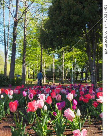 Tulips and walking paths 73525403