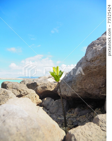 Young leaves of mangrove 73525424
