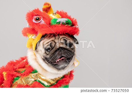 Happy dog pug breed in Chinese New Year Lion dance costume for Happy and lucky year Happy dog pug breed in Chinese New Year Lion dance costume for Happy and lucky year 73527050