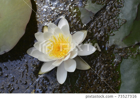 White water lily White water lily 73527316