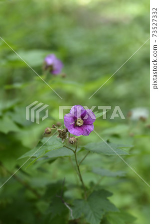 Flowering raspberry Flowering raspberry 73527332