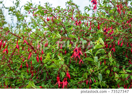 Wildflower Fuchsia growing in County Donegal - Ireland 73527347