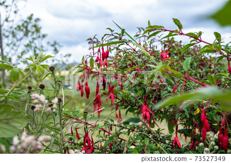 Wildflower Fuchsia growing in County Donegal - Ireland 73527349