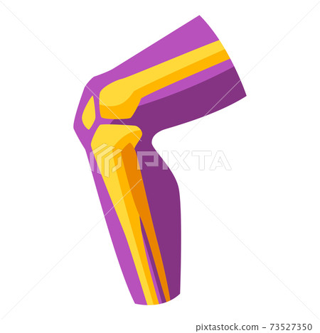 Illustration of human knee. 73527350