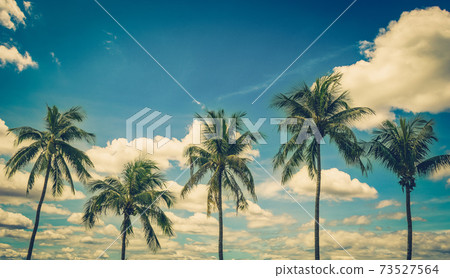 Coconut palm tree on blue sky background with vintage toned. 73527564