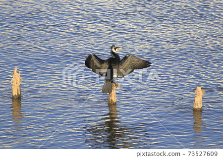 Flapping cormorant 73527609