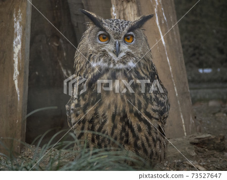 Eagle owl, owl family, black background eagle owl Eagle owl, owl family, black background eagle owl 73527647