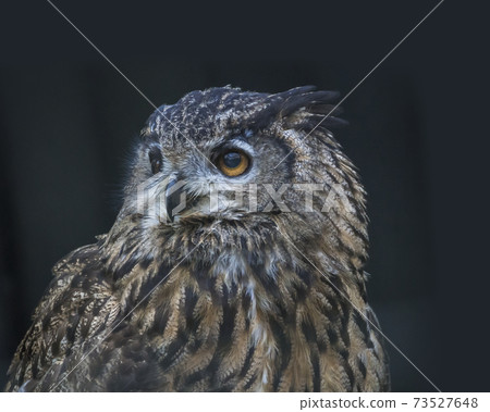 Washimi Mizuku貓頭鷹家庭黑色背景Mizuku 73527648