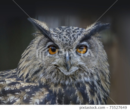 Washimi Mizuku貓頭鷹家庭黑色背景Mizuku 73527649