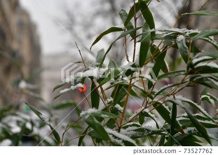 2021年1月16日,巴黎第一次下雪 2021年1月16日,巴黎第一次下雪 73527762