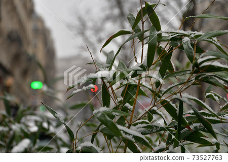 2021年1月16日,巴黎第一次下雪 2021年1月16日,巴黎第一次下雪 73527763