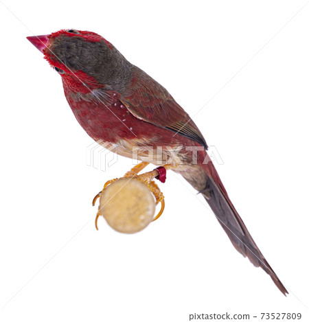 White bellied Crimson Finch on white 73527809