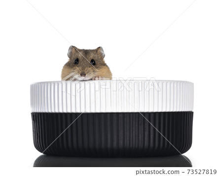 Hamster on white background Hamster on white background 73527819