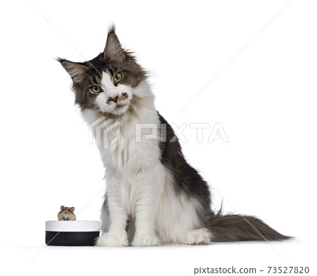 Hamster and cat on white background 73527820