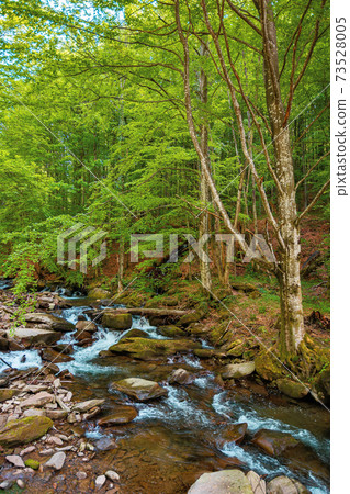 mountain river runs through the forest. water flow among the rocks. trees in fresh green foliage. beautiful nature scenery in spring mountain river runs through the forest. water flow among the rocks. trees in fresh green foliage. beautiful nature scenery in spring 73528005