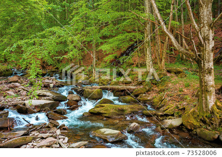 mountain river runs through the forest. water flow among the rocks. trees in fresh green foliage. beautiful nature scenery in spring mountain river runs through the forest. water flow among the rocks. trees in fresh green foliage. beautiful nature scenery in spring 73528006