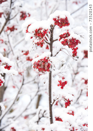 Christmas or new year concept 73528143