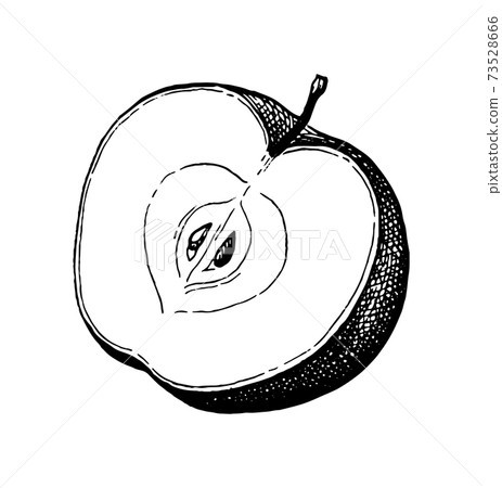 Ink sketch of apple. Ink sketch of apple. 73528666