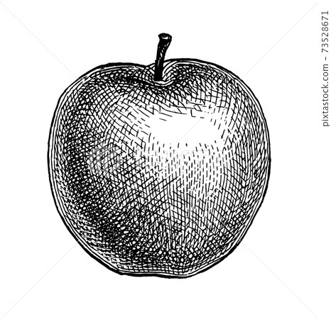 Ink sketch of apple. 73528671