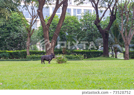 Black French bulldog on green grass at the park 73528752