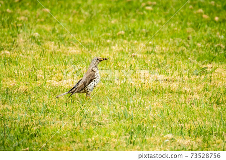 Kestrel catching worms on a lawn in County Donegal - Ireland. Kestrel catching worms on a lawn in County Donegal - Ireland. 73528756