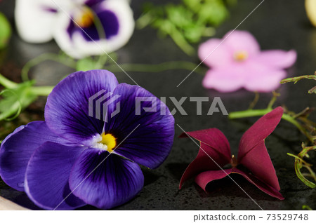 Eatable colorful flowers Eatable colorful flowers 73529748