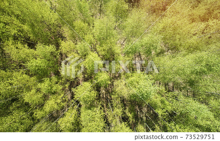 Green trees above view 73529751