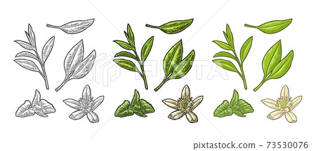 Tea branch with leaves, melissa, jasmine. Vector vintage engraving Tea branch with leaves, melissa, jasmine. Vector vintage engraving 73530076