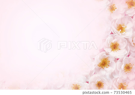Spring blooming flowers or summer blossoming delicate roses festive background, pastel and soft bouquet floral card, selective focus, toned Spring blooming flowers or summer blossoming delicate roses festive background, pastel and soft bouquet floral card, selective focus, toned 73530465