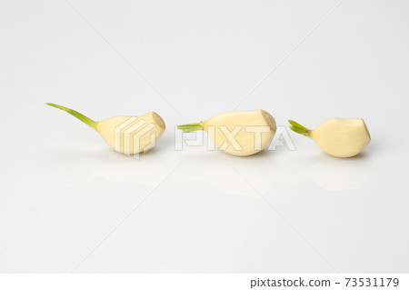 three heads of garlic on a white background. three heads of garlic on a white background. 73531179